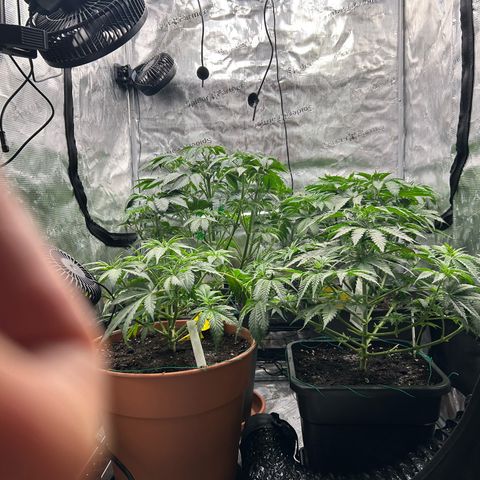 Dark Phoenix growlog timeline photo