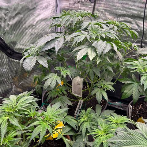 Lemon Orange 🍊 Super Lemon Haze x Clementine growlog timeline photo