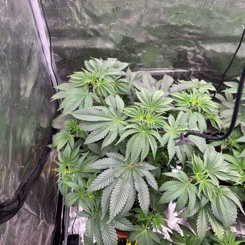 Lemon Orange 🍊 Super Lemon Haze x Clementine growlog timeline photo