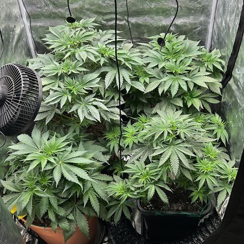 Persian Pie growlog timeline photo
