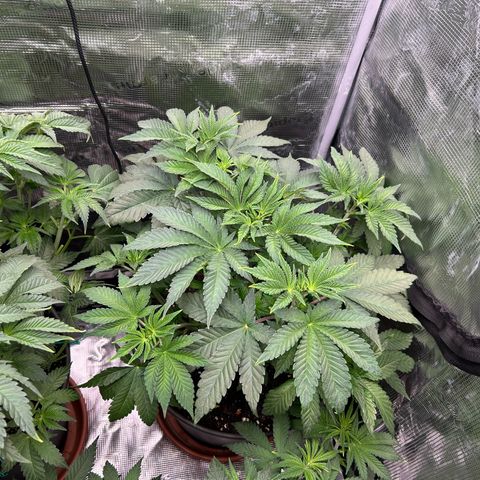 Persian Pie growlog timeline photo