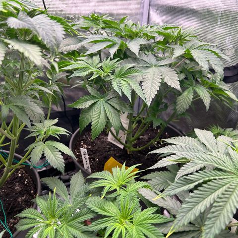 Persian Pie growlog timeline photo