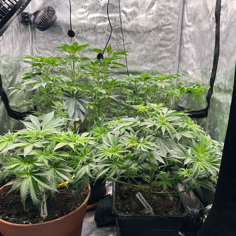 Persian Pie growlog timeline photo