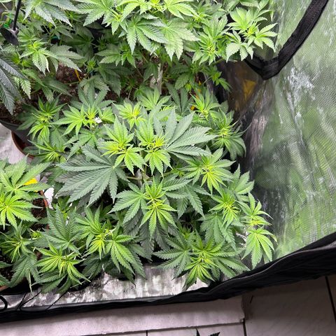 Persian Pie growlog timeline photo