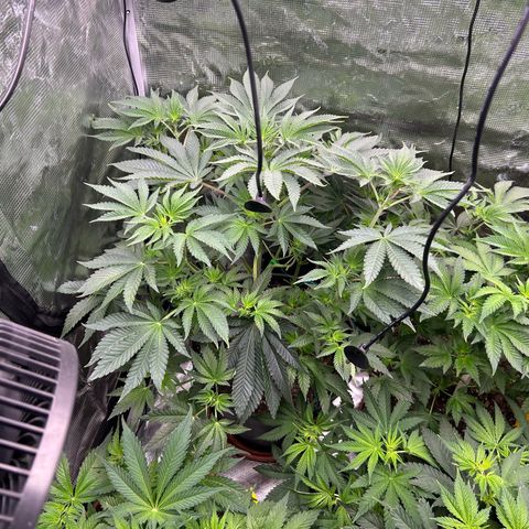 Persian Pie growlog timeline photo