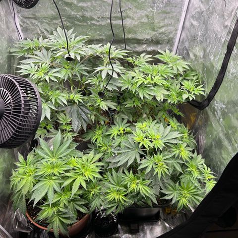 Persian Pie growlog timeline photo