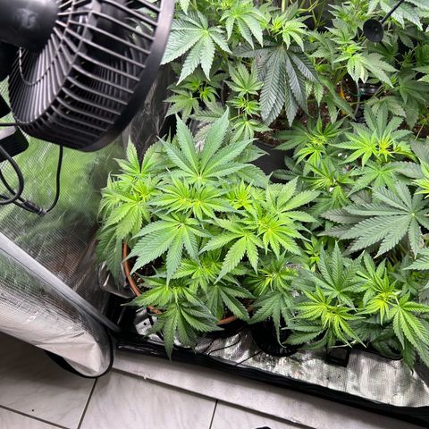 Persian Pie growlog timeline photo