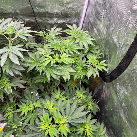 Persian Pie growlog timeline photo