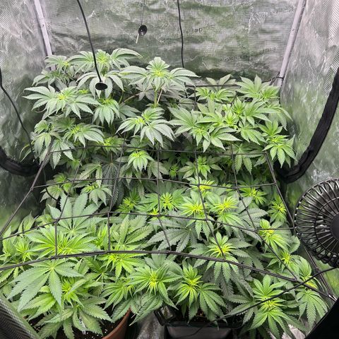 Persian Pie growlog timeline photo