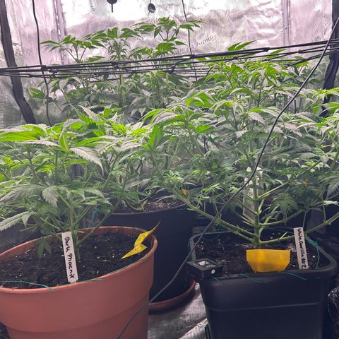 Persian Pie growlog timeline photo