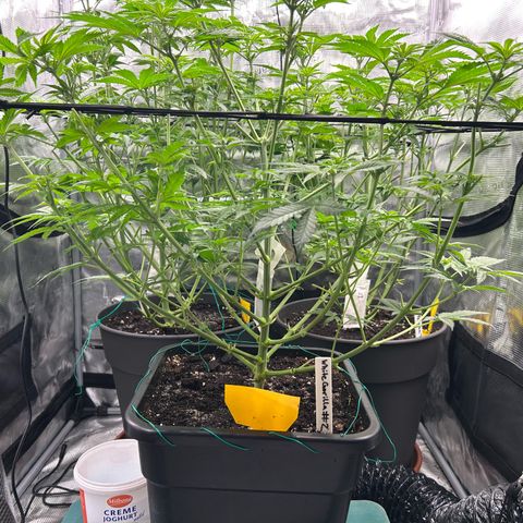 White Gorilla Haze #2 growlog timeline photo