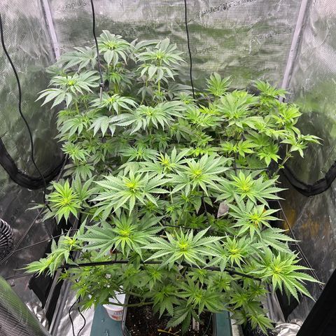 White Gorilla Haze #2 growlog timeline photo