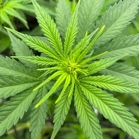 White Gorilla Haze #2 growlog timeline photo