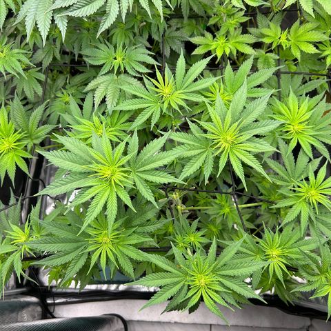 White Gorilla Haze #2 growlog timeline photo