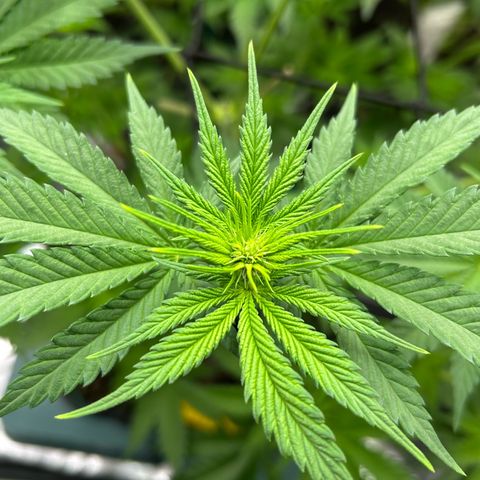 White Gorilla Haze #2 growlog timeline photo
