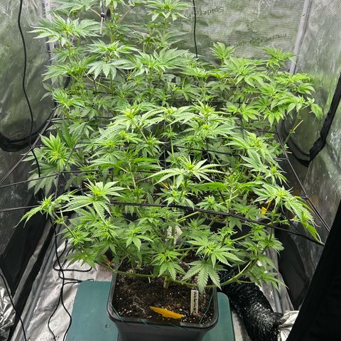 Lemon Orange 🍊 Super Lemon Haze x Clementine growlog timeline photo