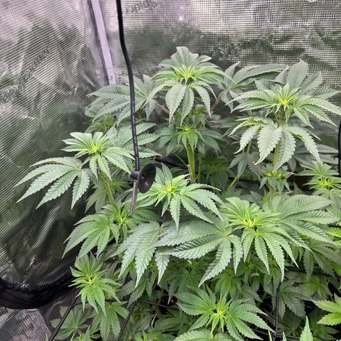 Lemon Orange 🍊 Super Lemon Haze x Clementine growlog timeline photo