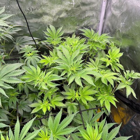 Persian Pie growlog timeline photo