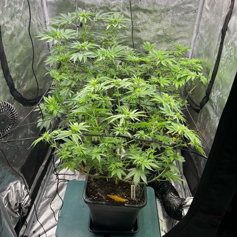 Persian Pie growlog timeline photo