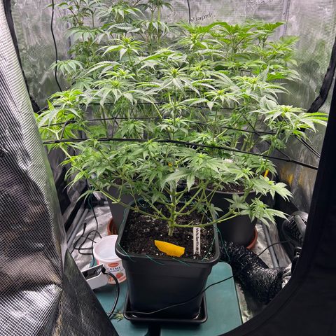 White Gorilla Haze #2 growlog timeline photo