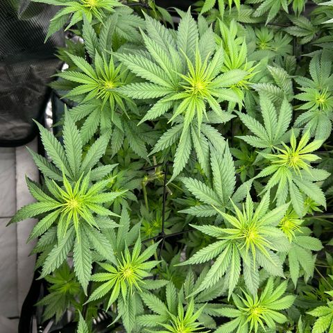 White Gorilla Haze #2 growlog timeline photo