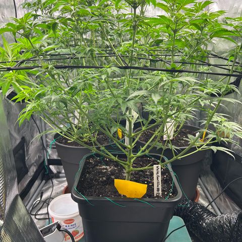 White Gorilla Haze #2 growlog timeline photo