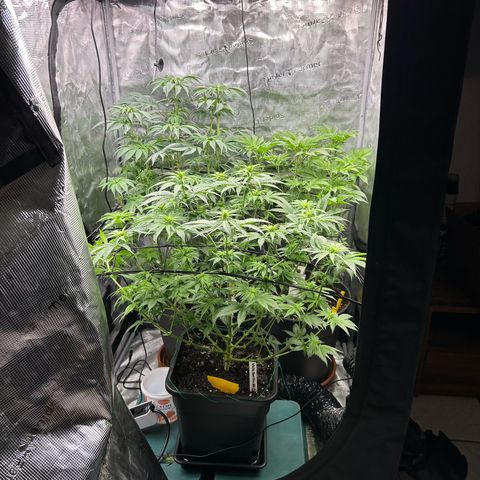 White Gorilla Haze #2 growlog timeline photo