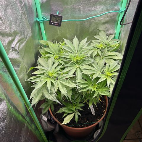 Dark Phoenix growlog timeline photo