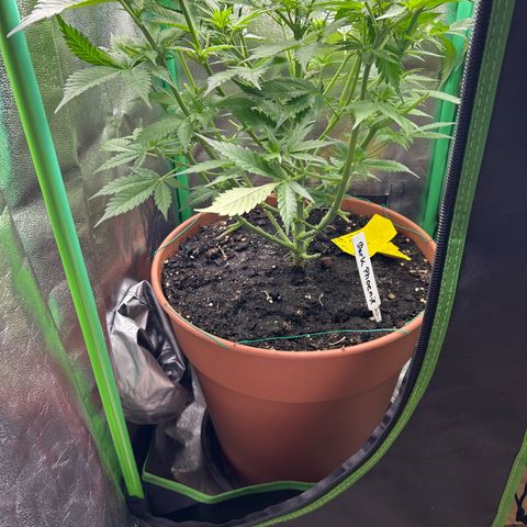Dark Phoenix growlog timeline photo
