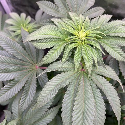 Lemon Orange 🍊 Super Lemon Haze x Clementine growlog timeline photo