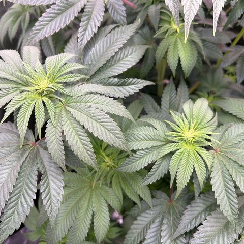 Lemon Orange 🍊 Super Lemon Haze x Clementine growlog timeline photo