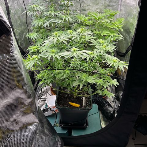 Lemon Orange 🍊 Super Lemon Haze x Clementine growlog timeline photo