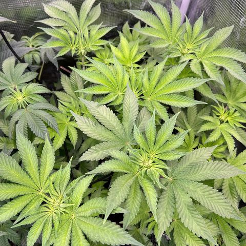 Persian Pie growlog timeline photo