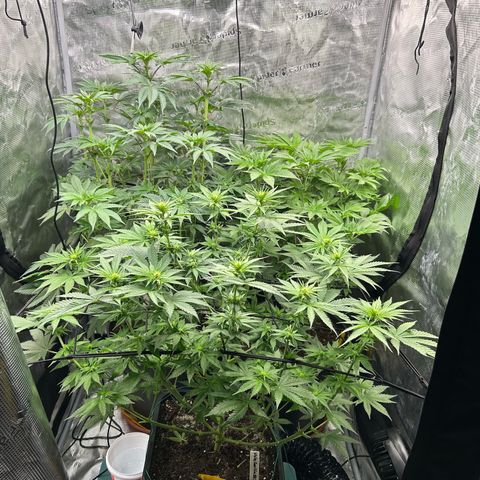 White Gorilla Haze #2 growlog timeline photo