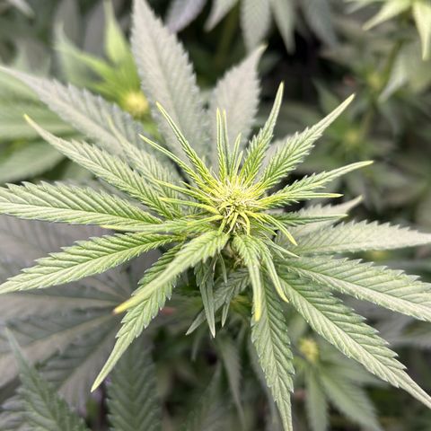 White Gorilla Haze #2 growlog timeline photo