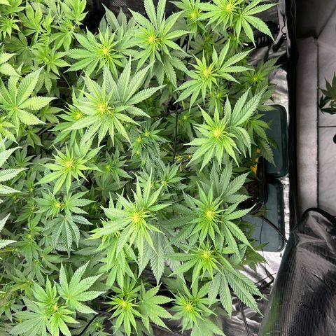 White Gorilla Haze #2 growlog timeline photo