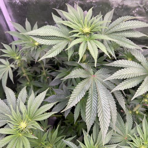 Lemon Orange 🍊 Super Lemon Haze x Clementine growlog timeline photo