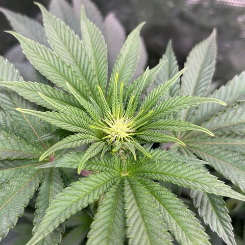 Lemon Orange 🍊 Super Lemon Haze x Clementine growlog timeline photo
