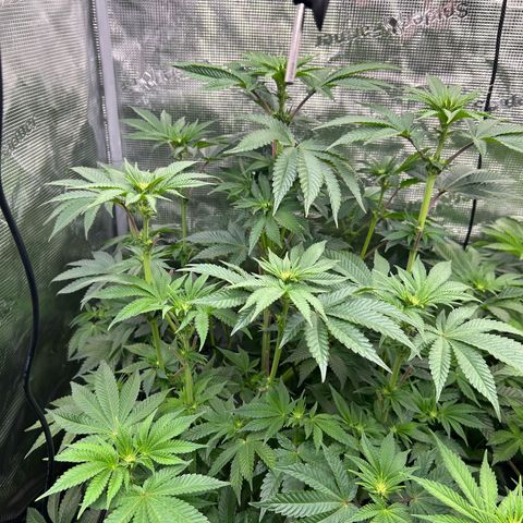 Lemon Orange 🍊 Super Lemon Haze x Clementine growlog timeline photo