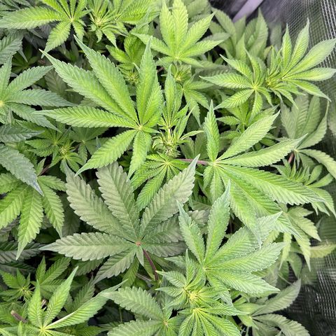 Persian Pie growlog timeline photo
