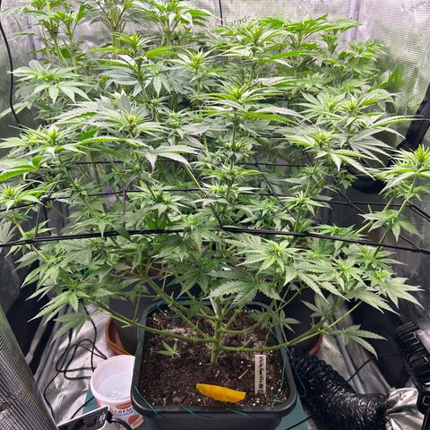 Persian Pie growlog timeline photo