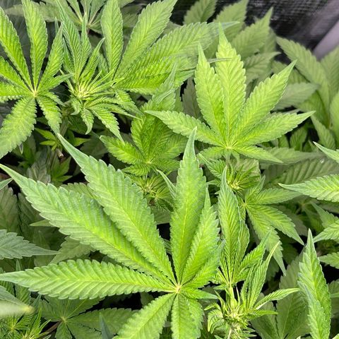 Persian Pie growlog timeline photo