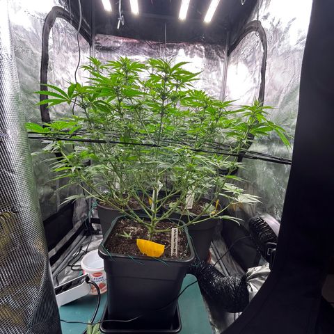 Persian Pie growlog timeline photo