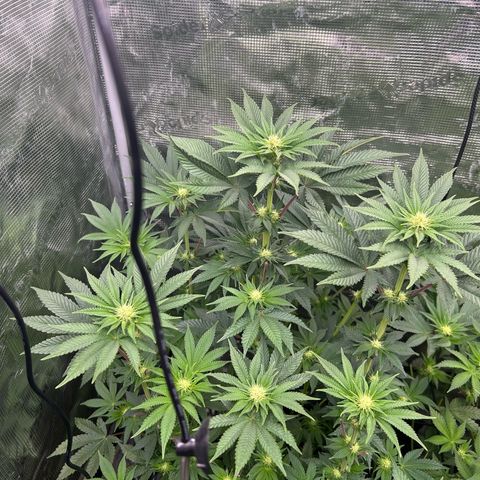 Lemon Orange 🍊 Super Lemon Haze x Clementine growlog timeline photo