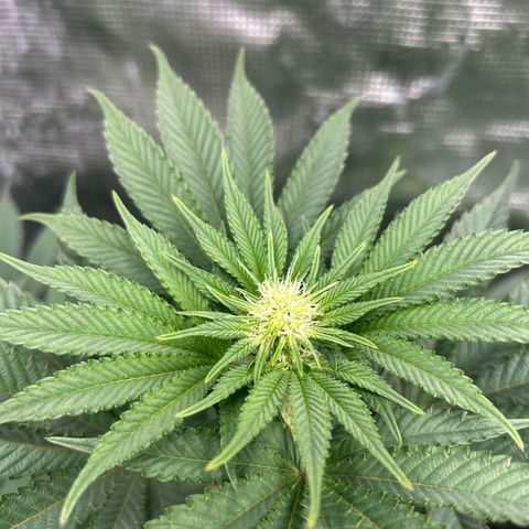 Lemon Orange 🍊 Super Lemon Haze x Clementine growlog timeline photo