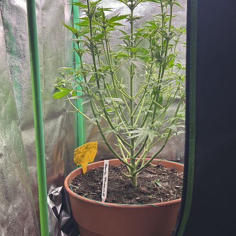 Dark Phoenix growlog timeline photo