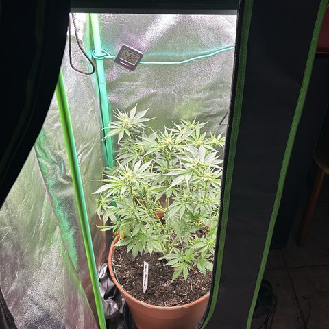 Dark Phoenix growlog timeline photo
