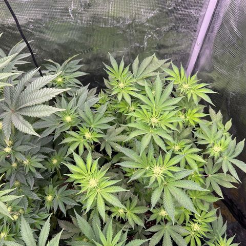 Persian Pie growlog timeline photo