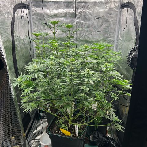 Persian Pie growlog timeline photo