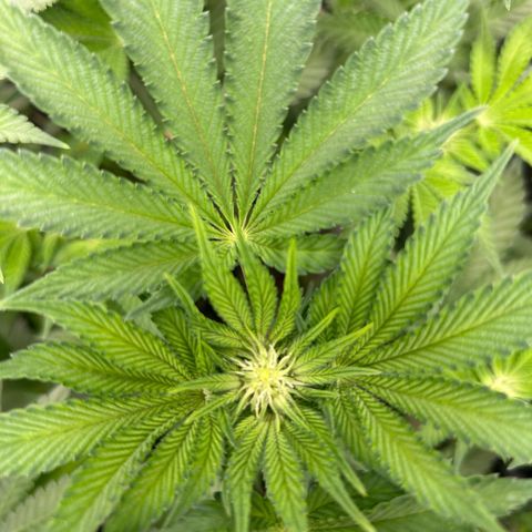 Persian Pie growlog timeline photo